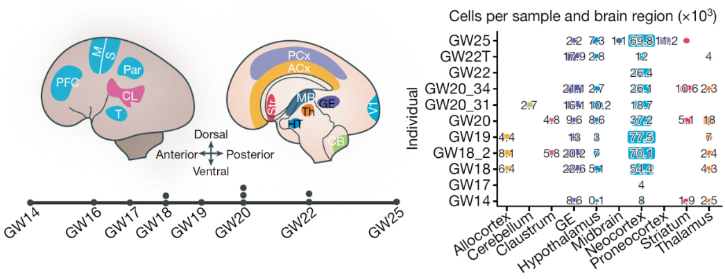 Nature | 單細胞測序繪制人類大腦皮層圖譜，揭示神經(jīng)發(fā)育中分子動態(tài)特征