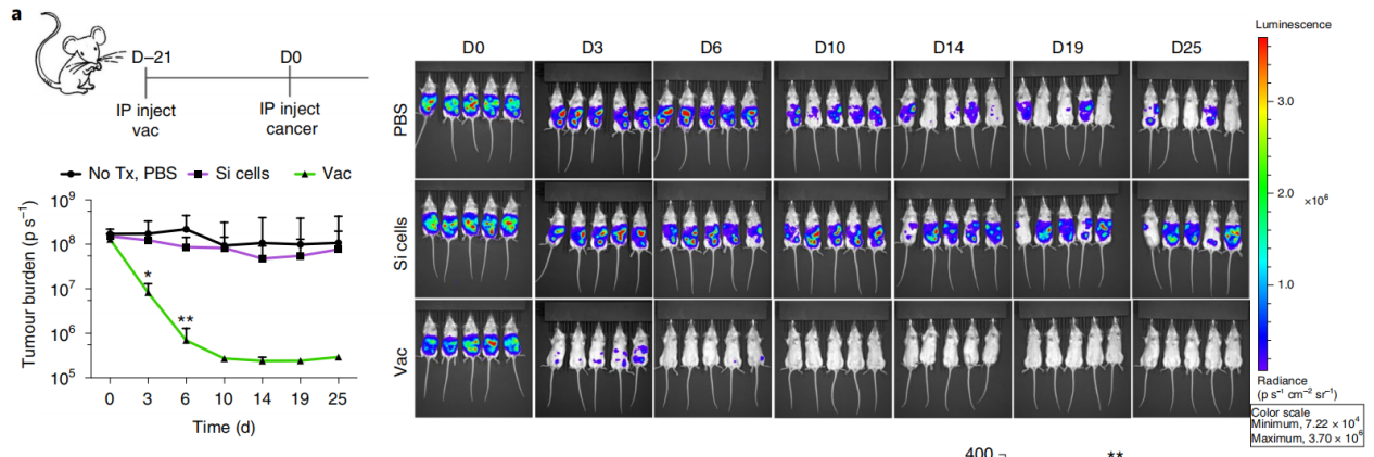 癌癥疫苗重大進(jìn)展！ 《nature》子刊：科學(xué)家發(fā)明通過腫瘤細(xì)胞的低溫硅化來制造癌癥疫苗的技術(shù)