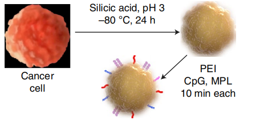 癌癥疫苗重大進(jìn)展！ 《nature》子刊：科學(xué)家發(fā)明通過腫瘤細(xì)胞的低溫硅化來制造癌癥疫苗的技術(shù)