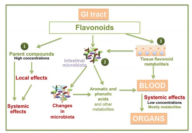 黃酮類化合物調(diào)節(jié)腸道菌群的研究