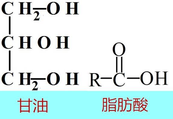 脂肪酸是如何命名？有何作用